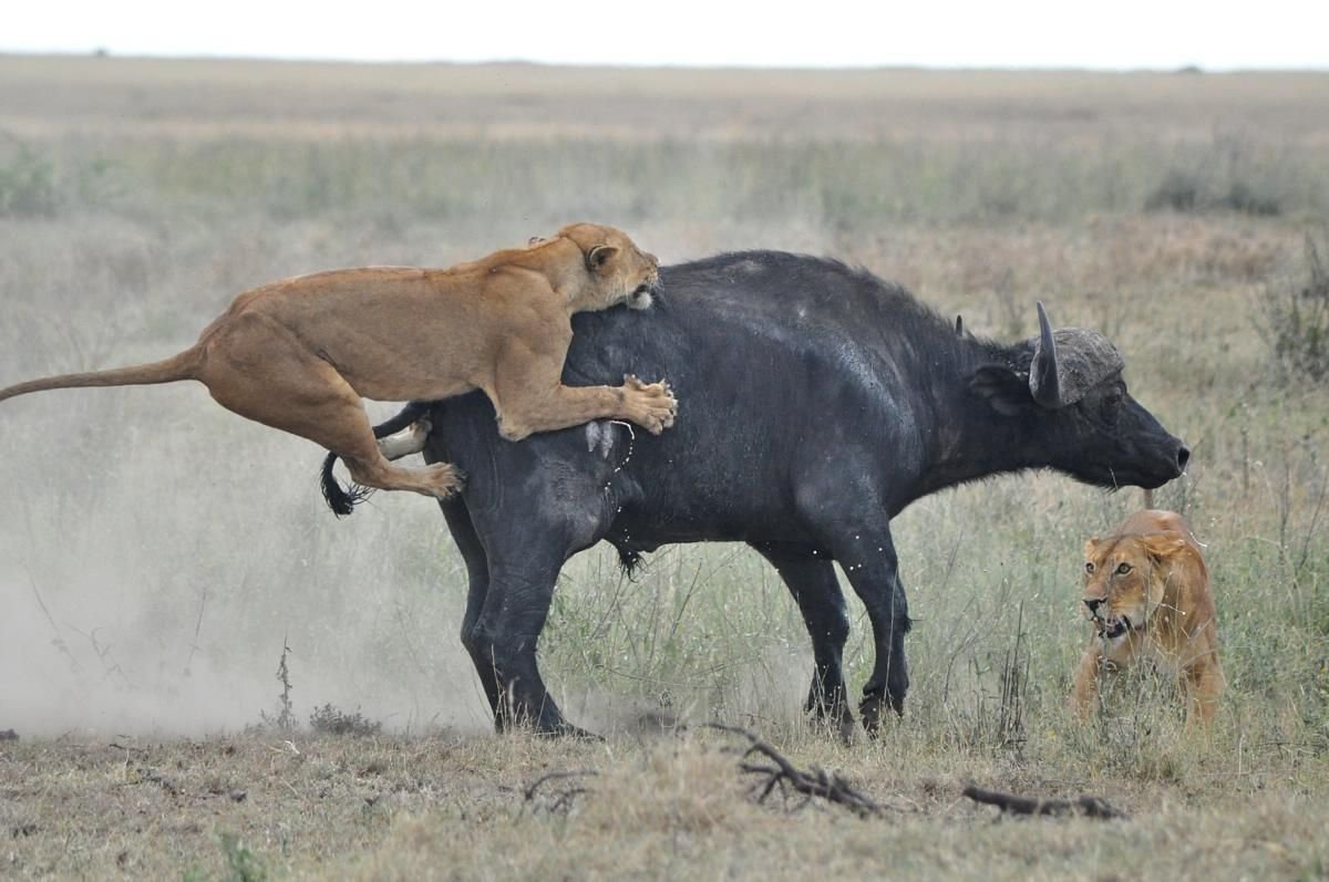 Classic Serengeti Safari 5 Days photo