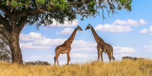 Classic Serengeti Safari 5 Days photo