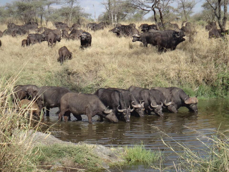 5-Days Tanzania Northern Circuit Safari Itinerary photo