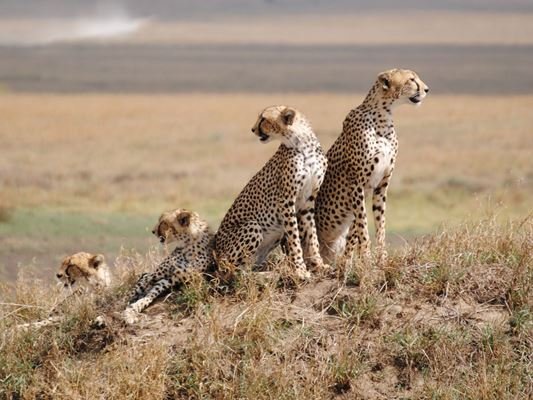 2 days serengeti tour photo